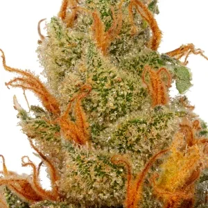 Grape Gas THC Flower ORGANIC